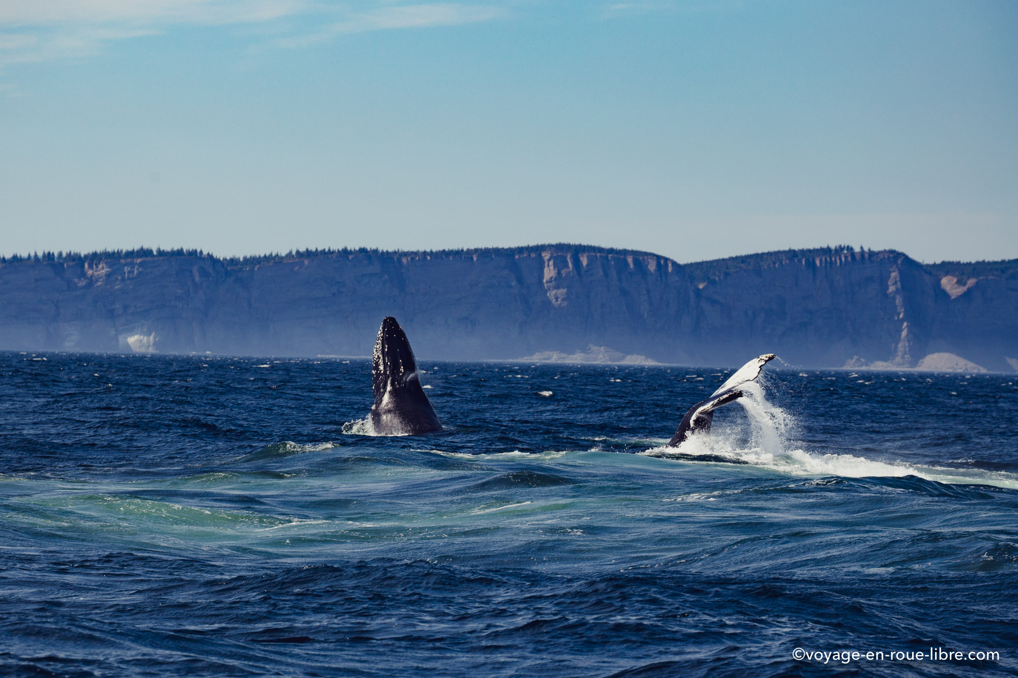 Gaspésie baleine - Voyage en roue libre