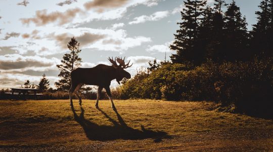 Gaspésie caribou - Voyage en roue libre